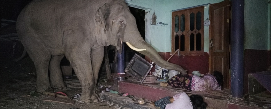 जंगली हात्तीको आक्रमणमा आमा–छोरी घाइते