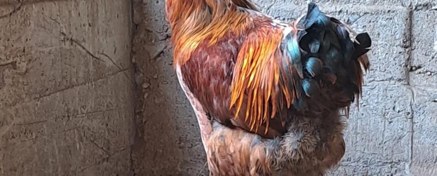 कुखुराको हड्डी अड्किएर मृत्यु