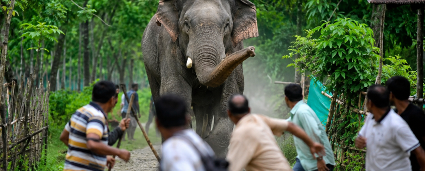 जंगली हात्तीको आक्रमणबाट महिलाको मृत्यु जंगली हात्तीको आक्रमणबाट महिलाको मृत्यु